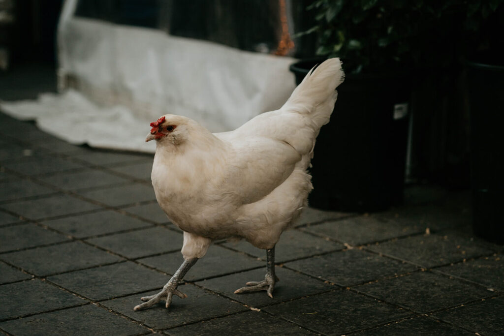 White chicken running at botanical wedding reception