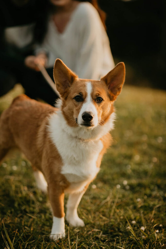 Engagement photos with dog at Cannon Beach, Oregon