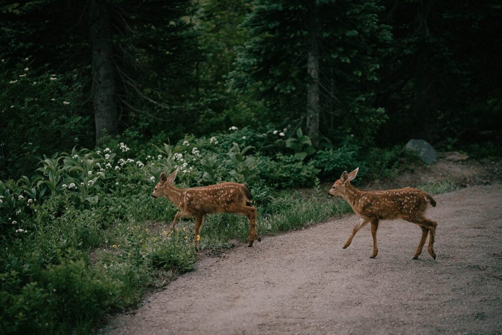 Deer walking across the hiking trail at Paradise, Mt Rainier