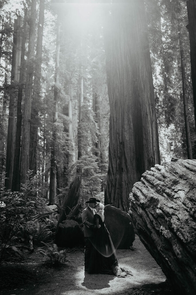 the newlyweds kissing surrounded by redwood trees. 