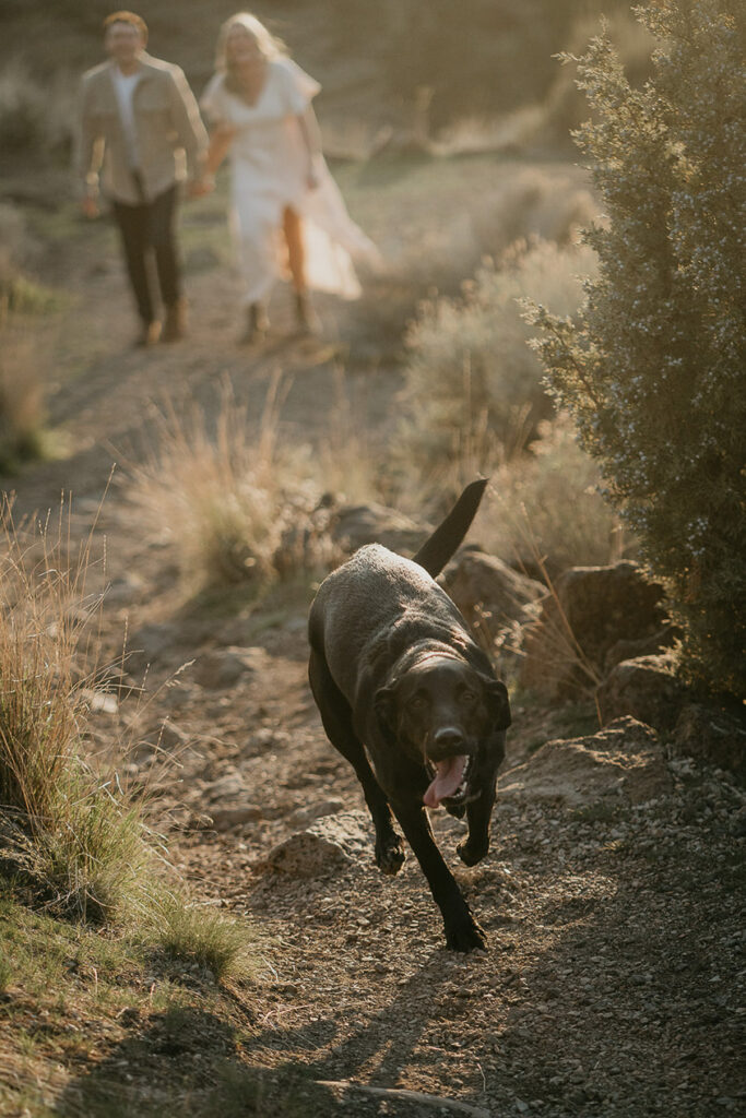 the couple's dog running ahead of them while they hold hands and walk behind. 