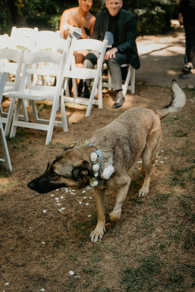 the newlywed's dog walking down the isle. 