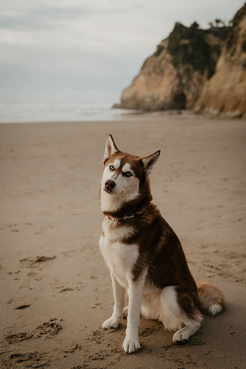 the newlywed's dog on the Oregon Coast.