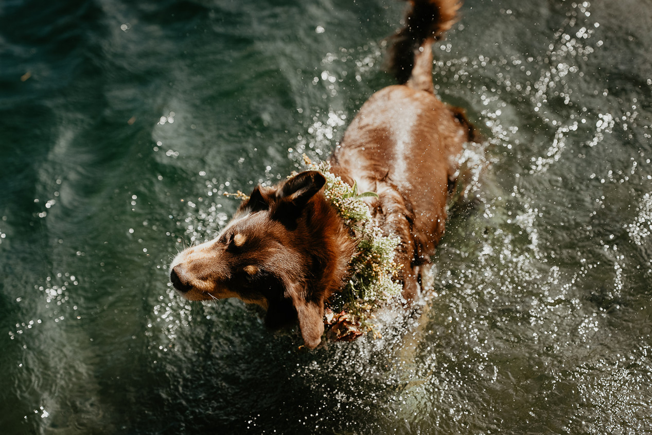 a dog wearing a flower collar swimming in a lake.