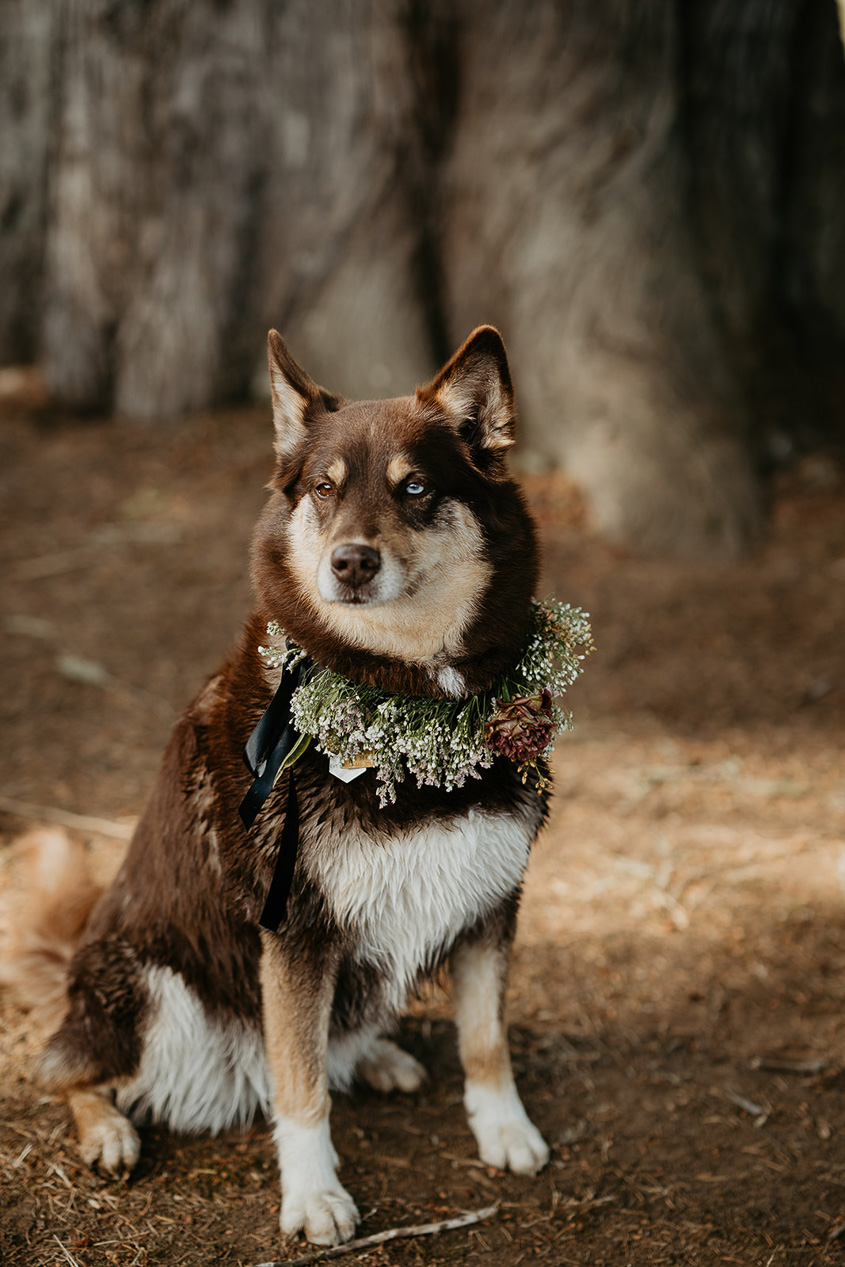 a dog wearing a flower collar in front of a tree.