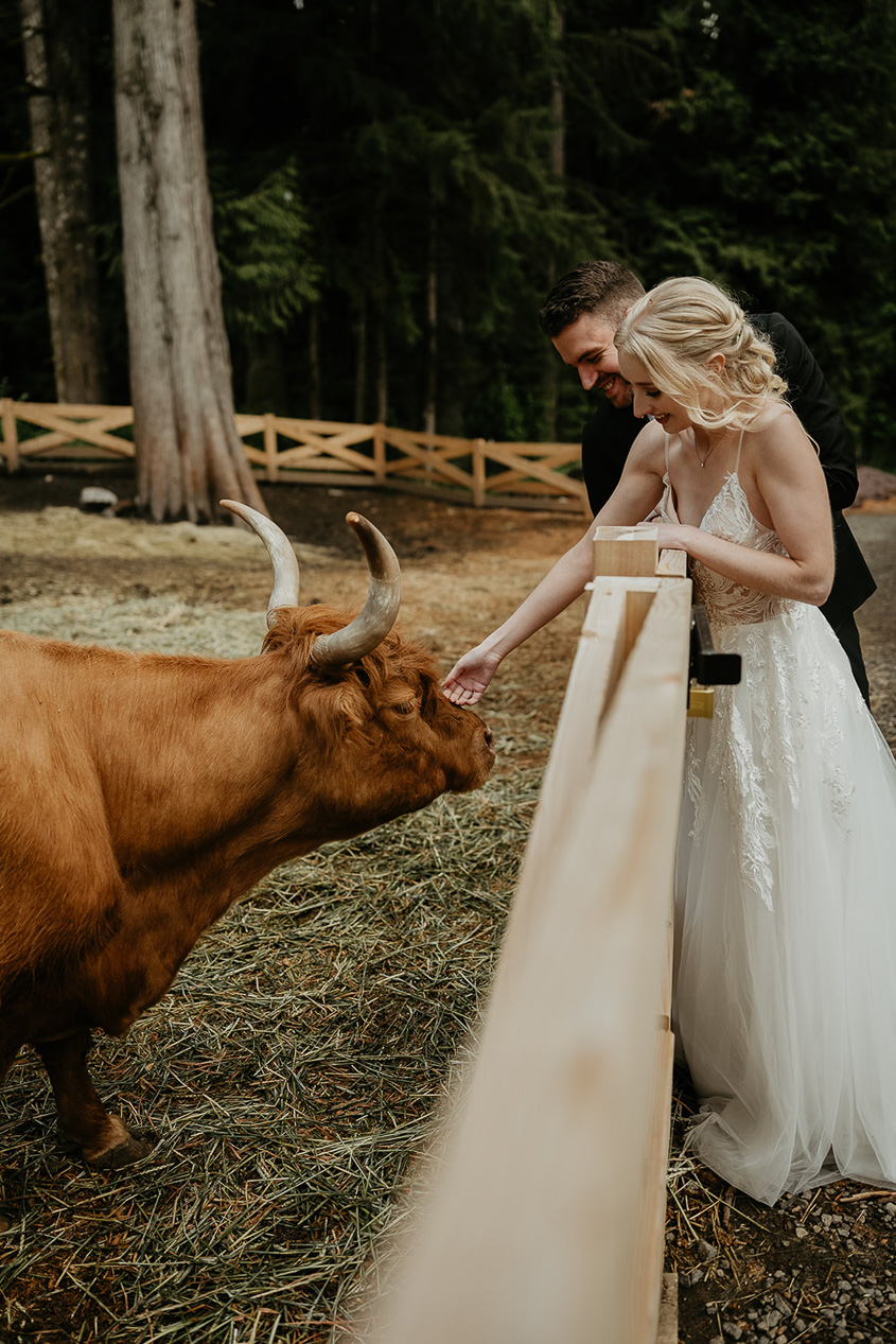 a bride petting a cow while the groom watches on at the Highland Farms wedding venue.