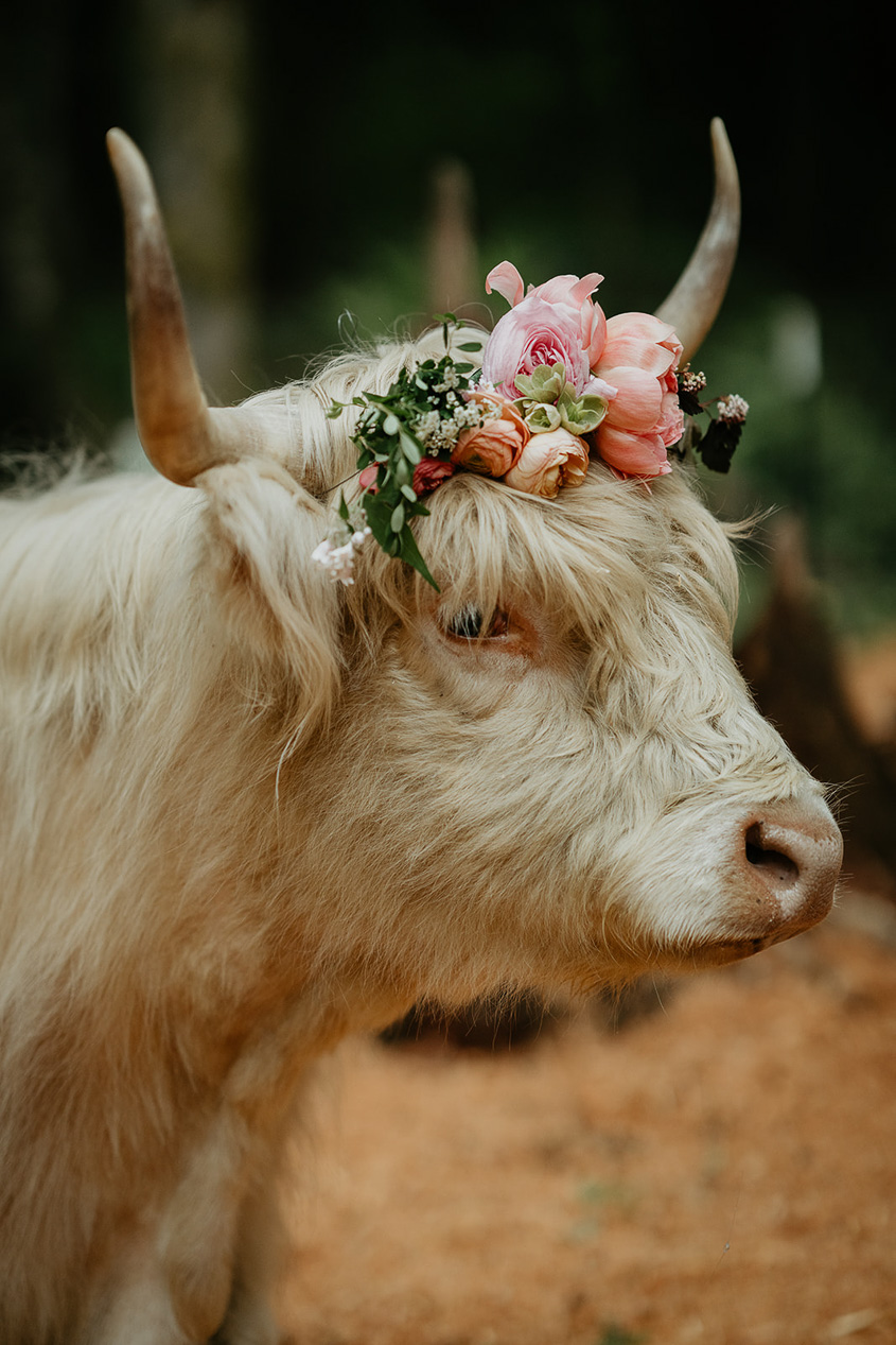 a cow with a flower crown on.