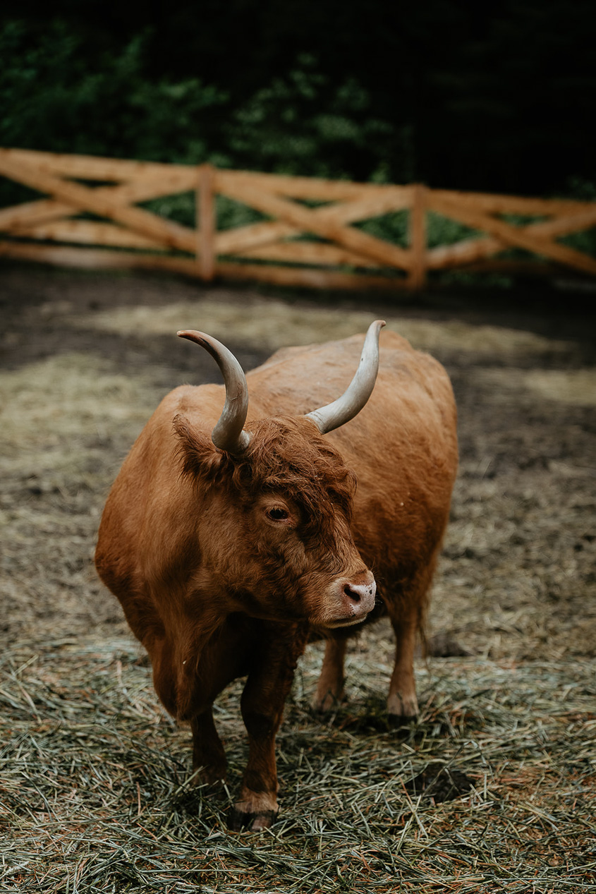 a cow at highland farms in its pen.