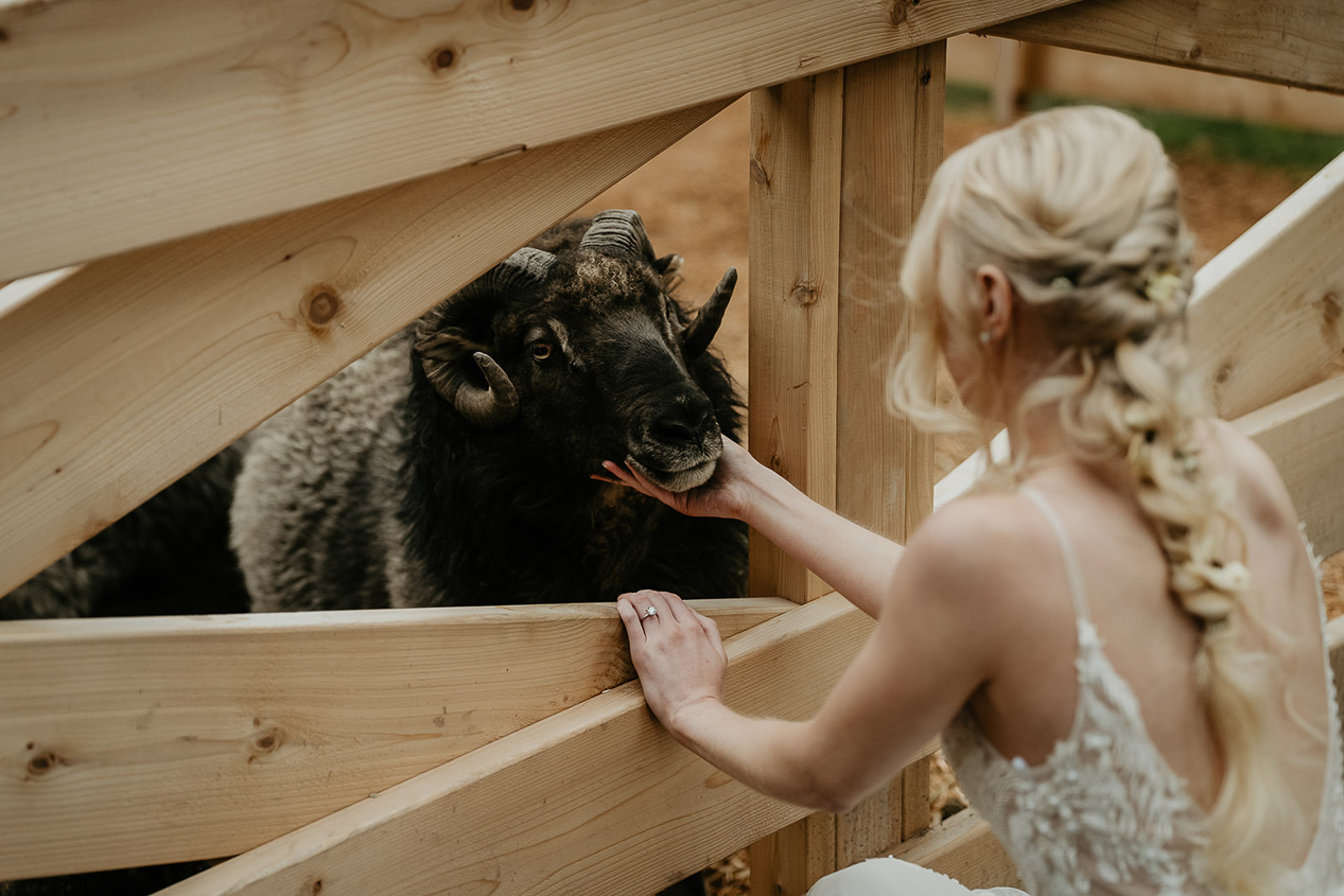 a bride petting a farm animal during her Highland Farms wedding venue.