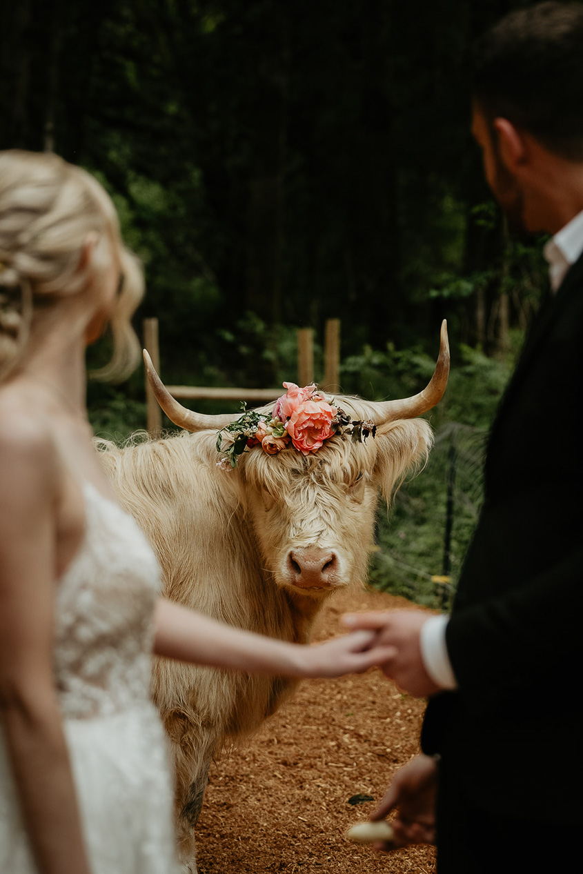 newlyweds holding hand while a cow with a flower crown looks on at them.