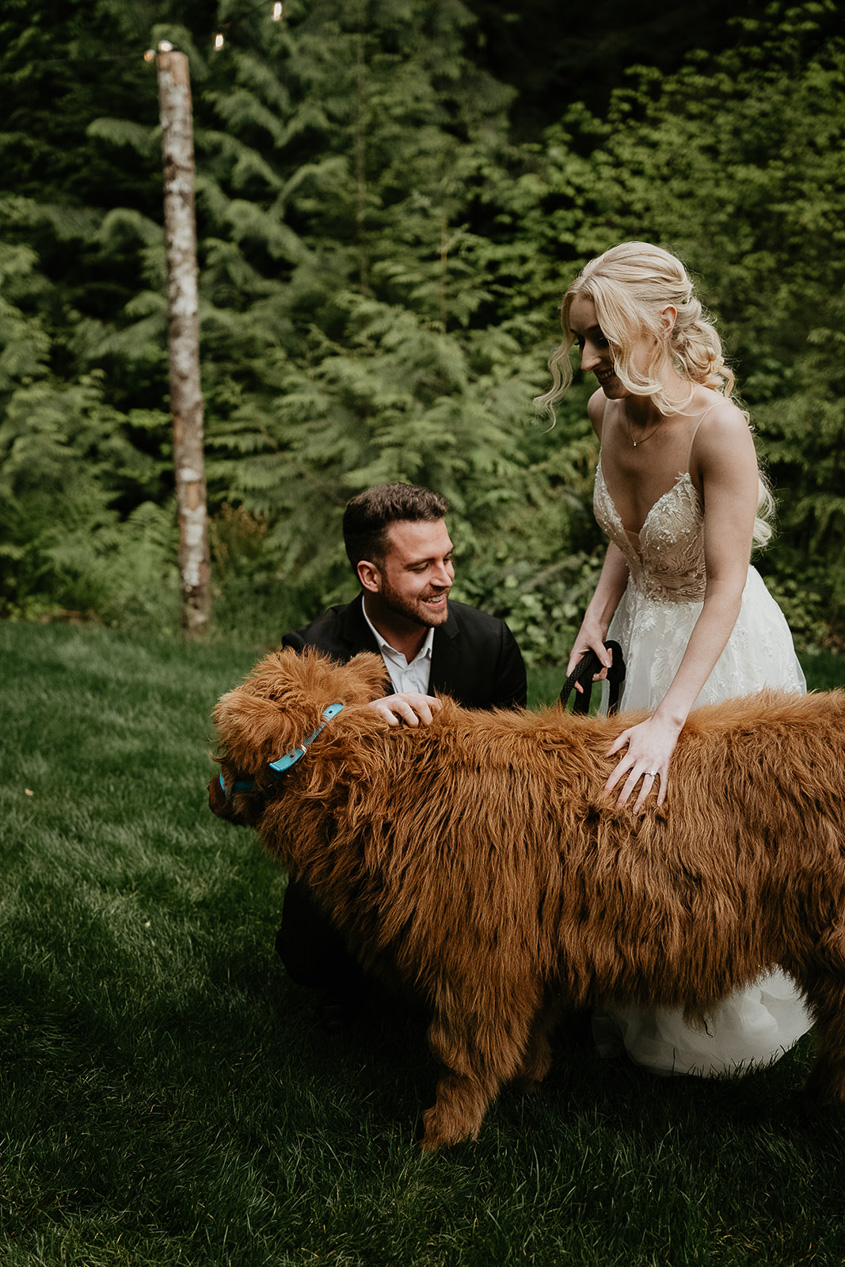 newlyweds on the grass petting a cow during their Highland Farms wedding venue.
