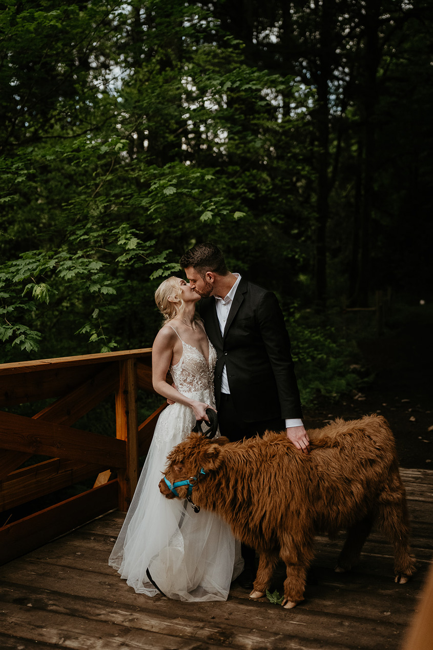 newlyweds kissing on a bridge while holding onto a cow at the Highland Farms wedding venue.