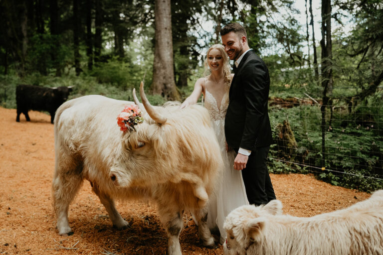 newlyweds petting a cow with a flower crown on at the Highland Farms wedding venue.