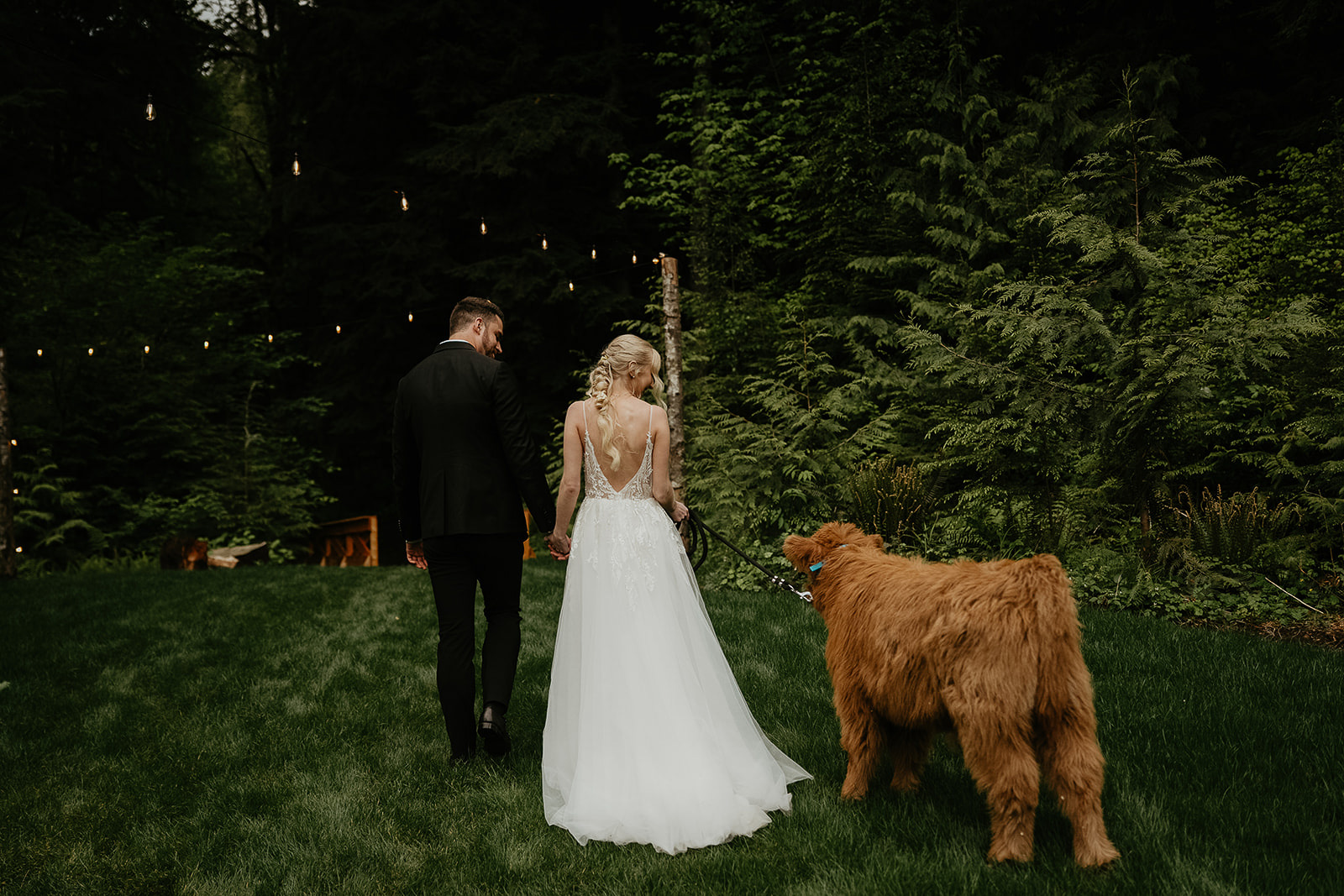 newlyweds walking through a grassy forest with a cow at the highland farms wedding venue.