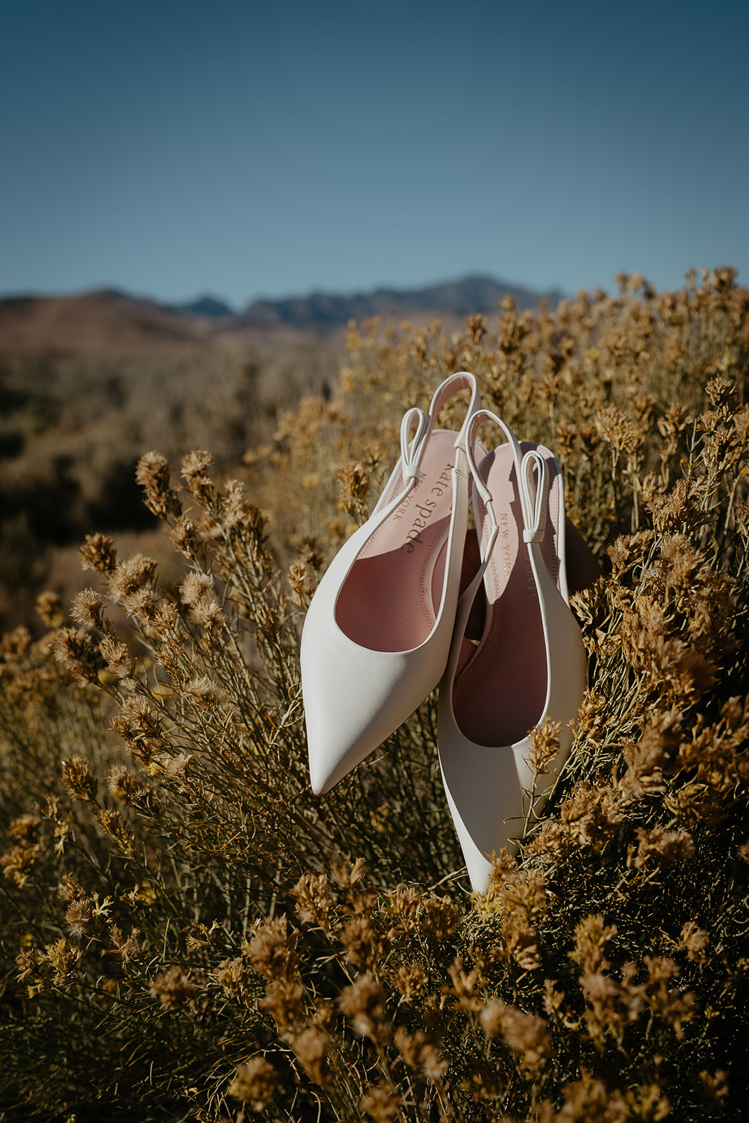 white heels resting on a Rabbitbush plant.