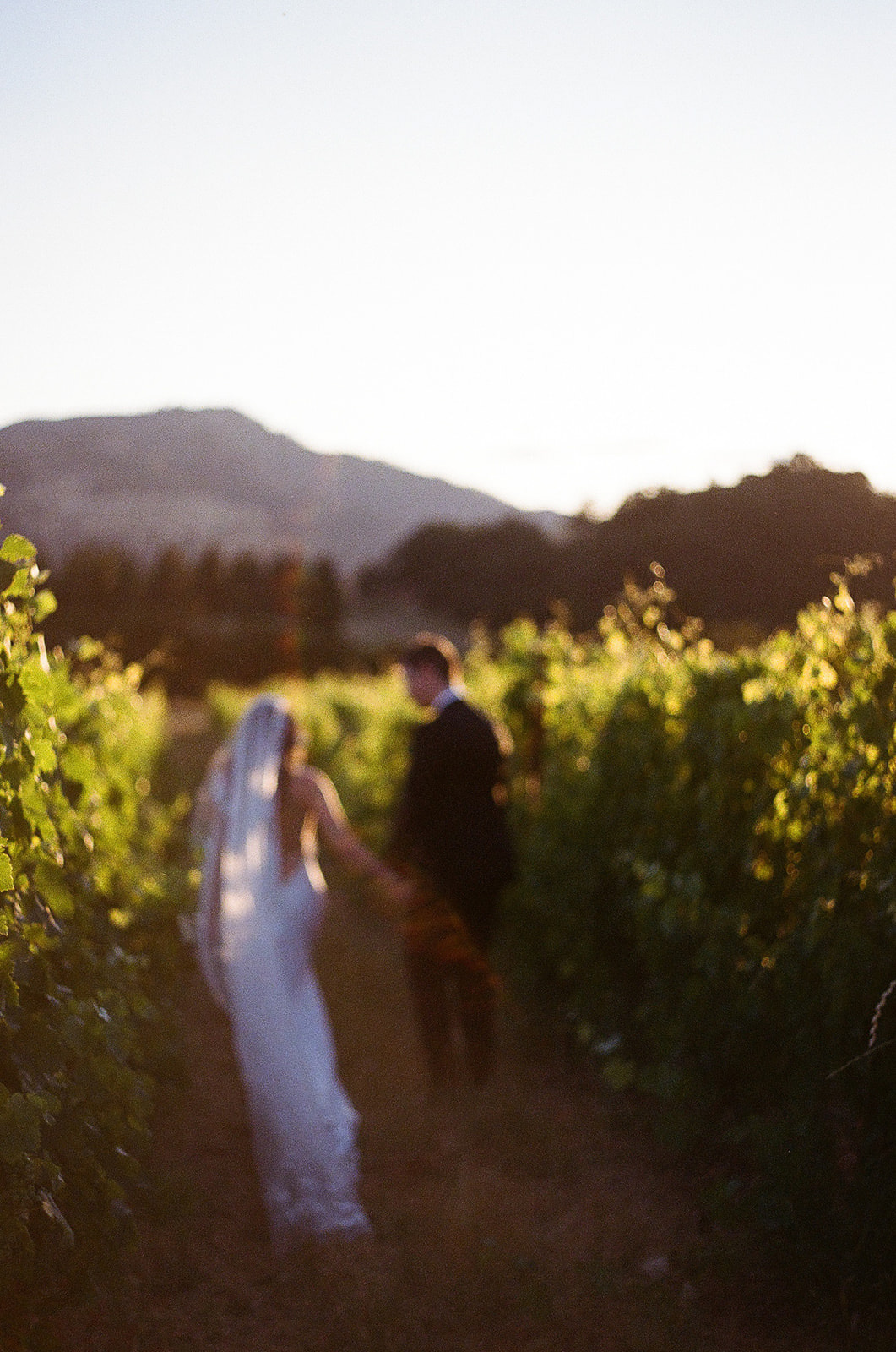 newlyweds holding hands exploring a vineyard at sunset.