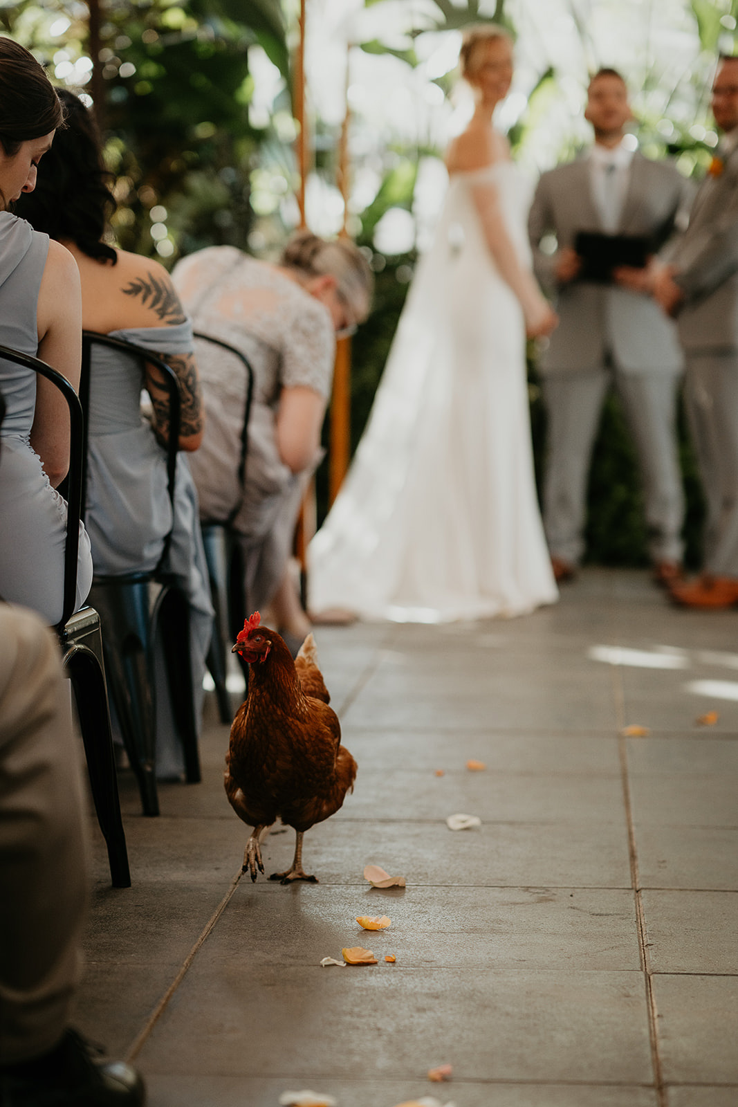 a chicken walking down the wedding aisle as its owners get married.