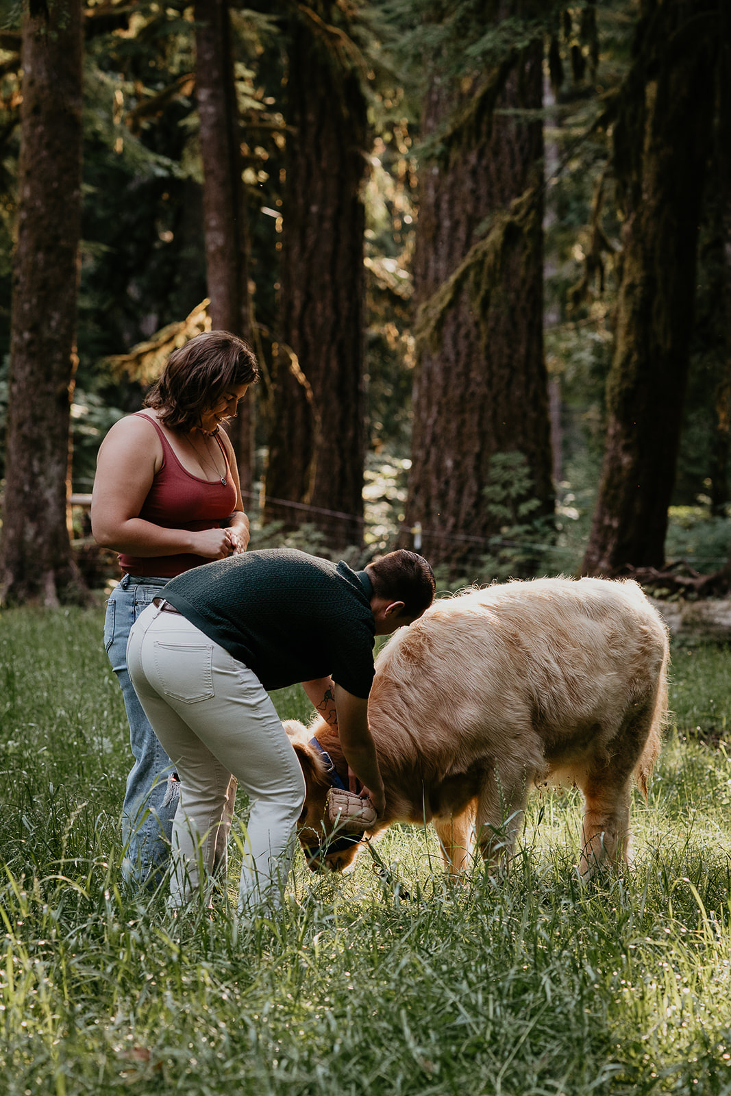 couple adjusting the collar of a cow that contains an engagement ring, one of the ways to propose.