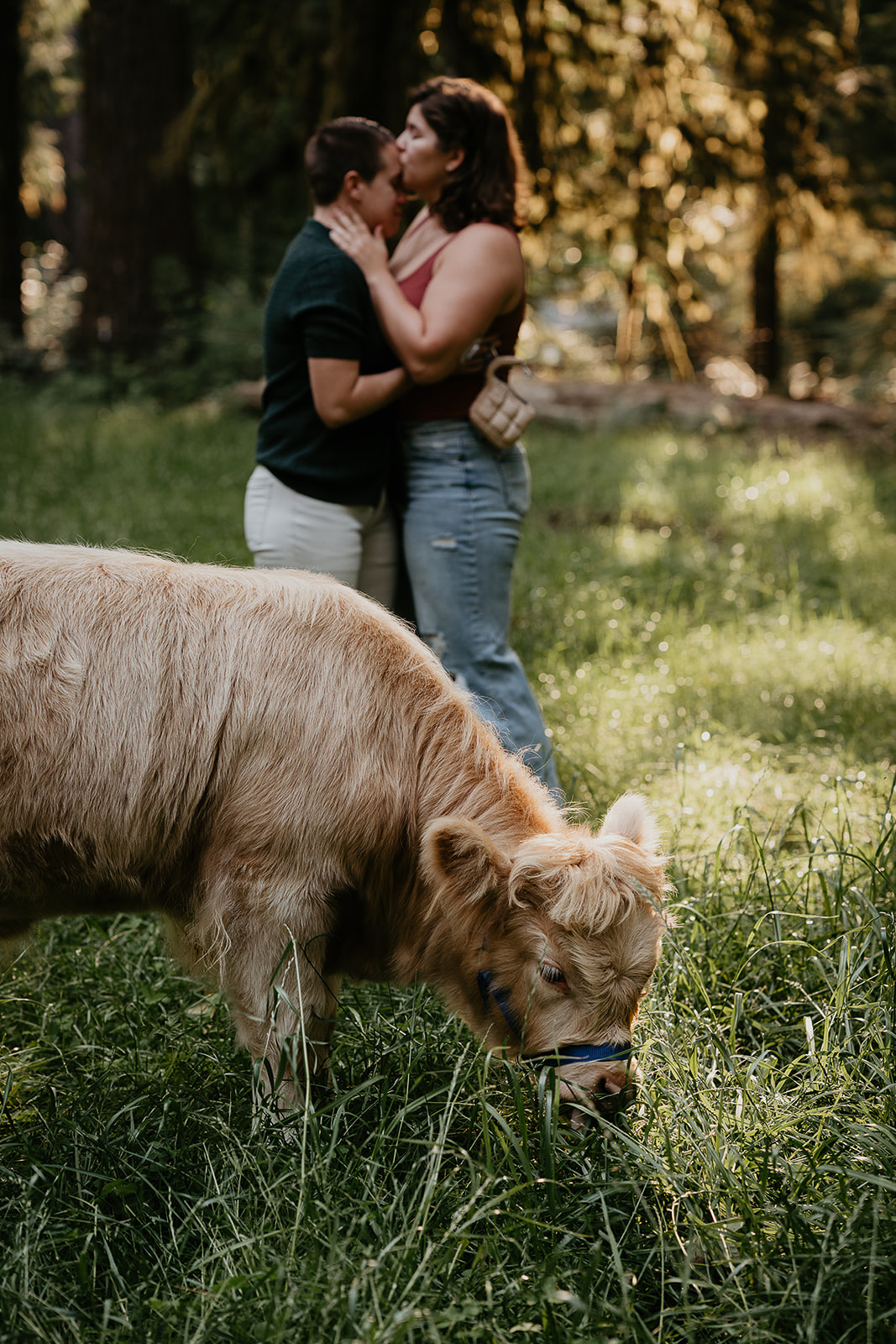 a couple kissing with a cow chewing grass by them.