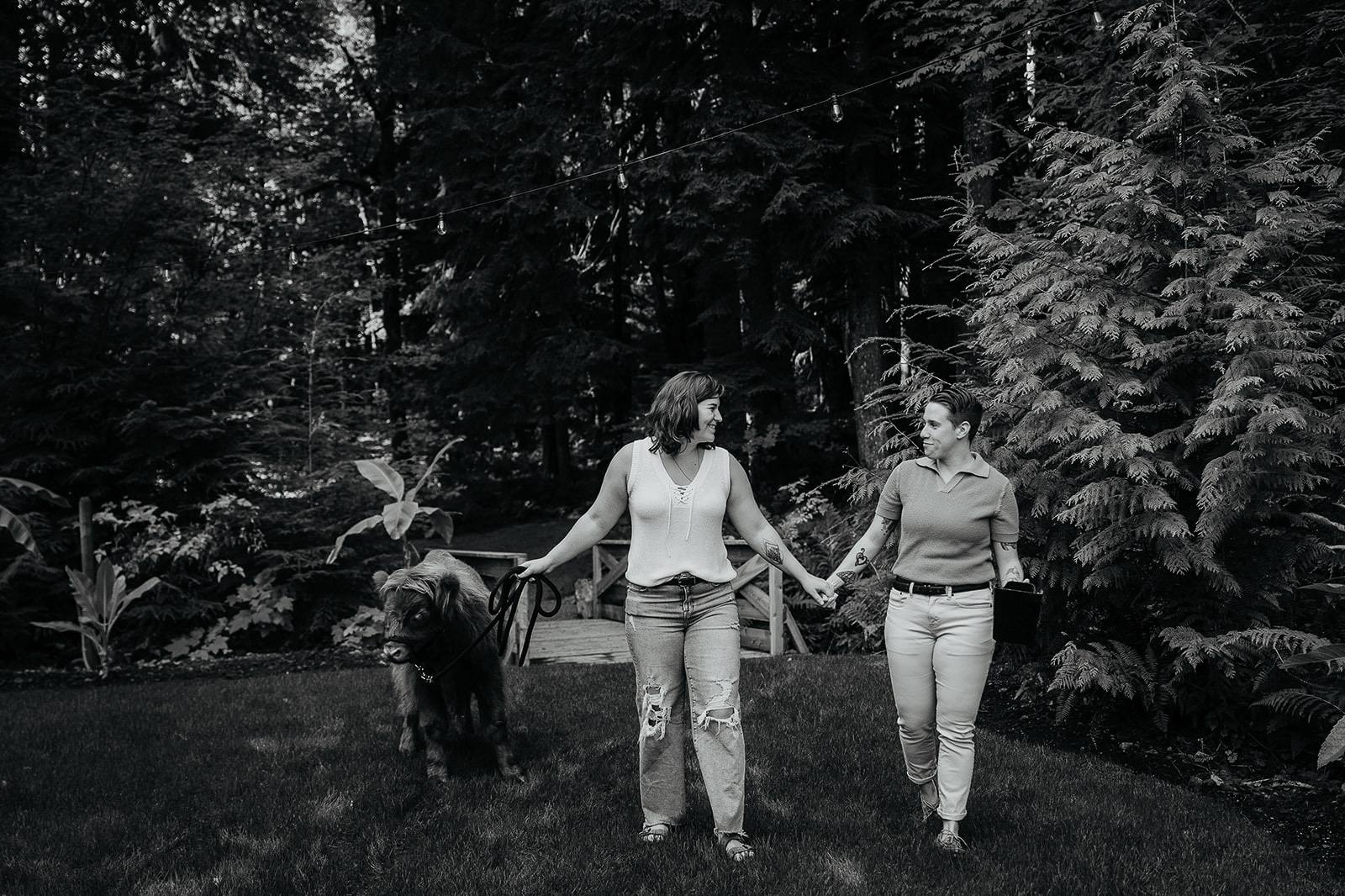 couple holding hands walking a cow after getting engaged with the cow delivering the ring, one of the ways to propose. 