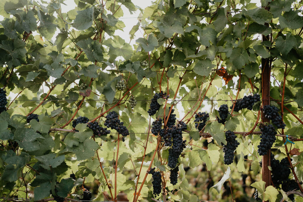 Ponzi Vineyards grapes