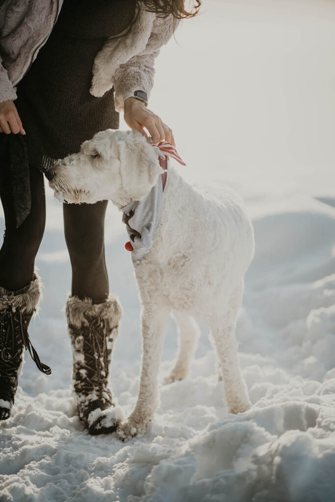 Woman petting white labradoodle in the snow
