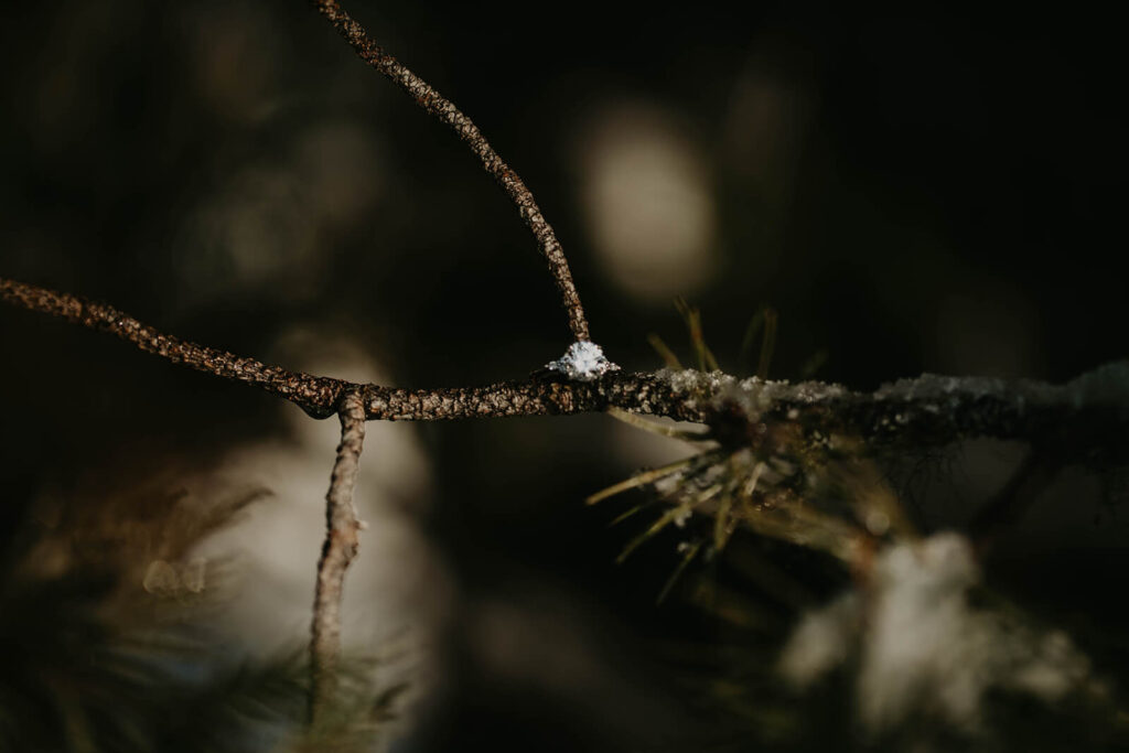 Diamond engagement ring resting on pine tree branch at Trillium Lake