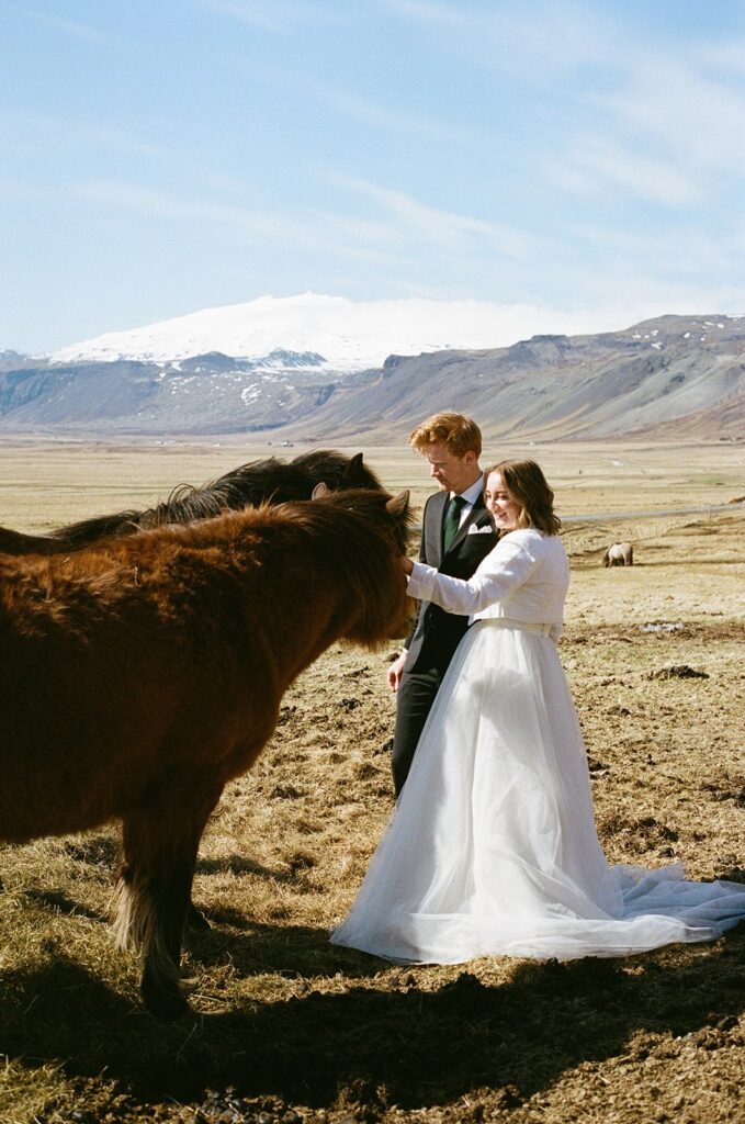 Bride and groom pet wild horses during their film wedding photos in Iceland