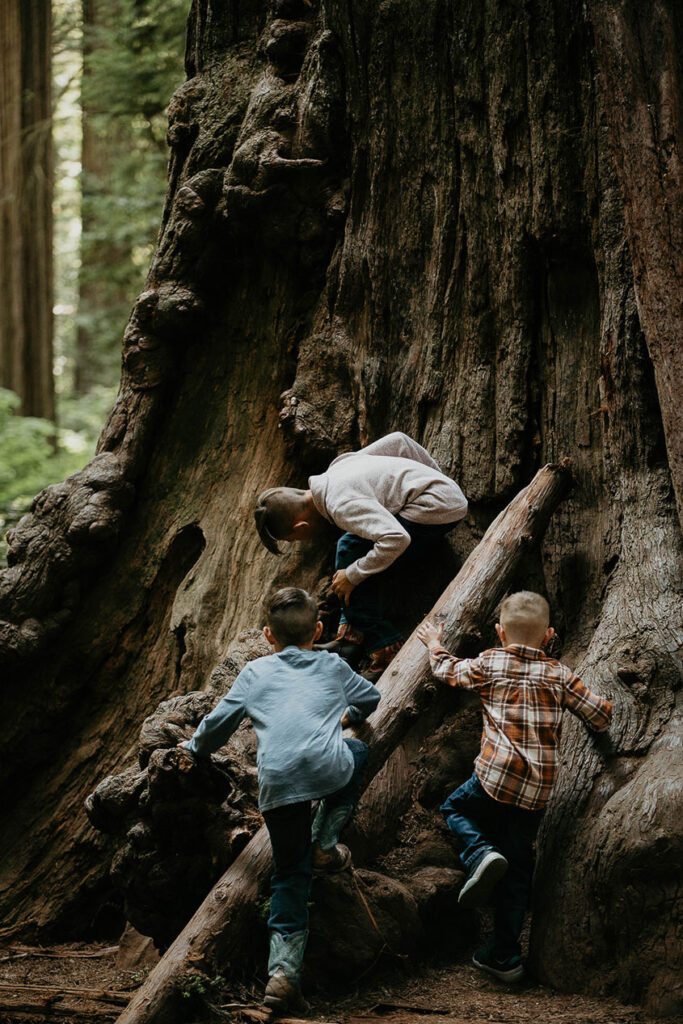three children climbing on a Redwood tree. 