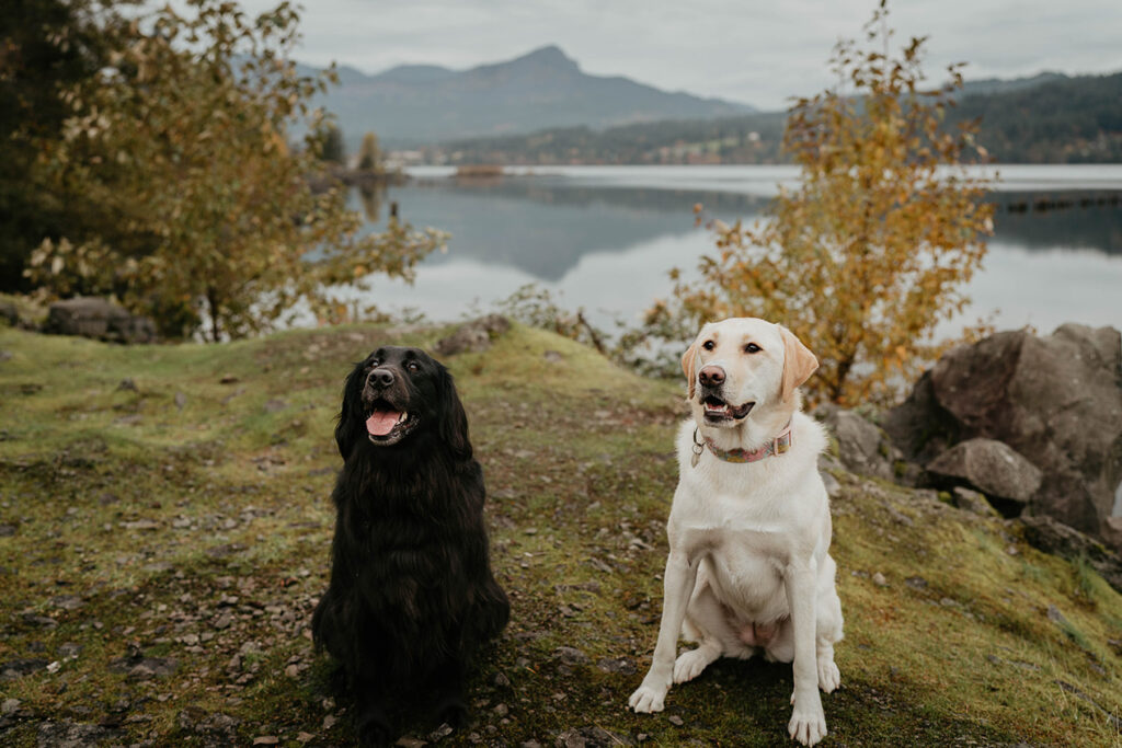 two dogs smiling with the Columbia river and mountains in the background. 