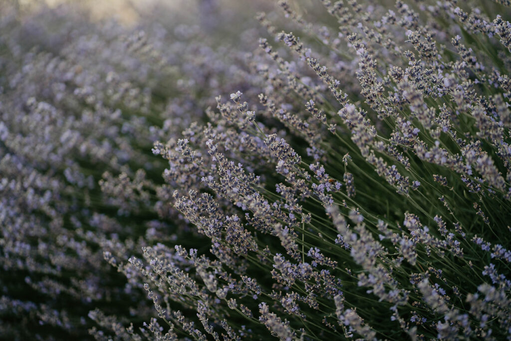 a close up of lavender flowers. 