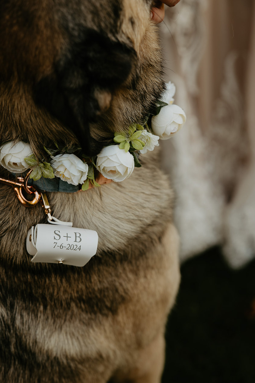 the bride and groom's dog holding their wedding rings on his collar. 